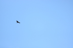 Cathartes aura image