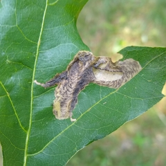 Coptotriche castaneaeella