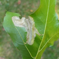 Coptotriche castaneaeella