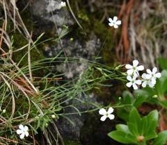 Heliosperma pusillum