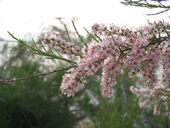 Tamarix dalmatica