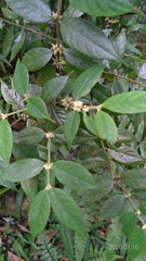 Lasianthus curtisii