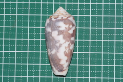Conus striatus