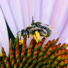 Protandrena albitarsis