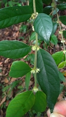 Lasianthus curtisii