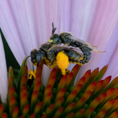 Protandrena albitarsis