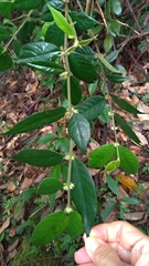 Lasianthus curtisii