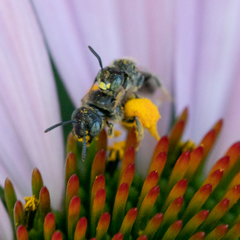 Protandrena albitarsis