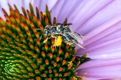 Protandrena albitarsis