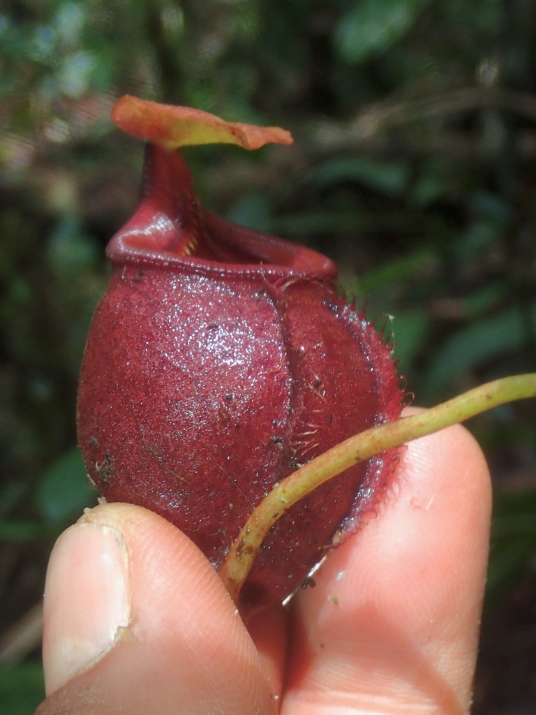 Nepenthes deaniana Macfarl. 3