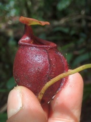 Nepenthes deaniana
