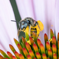 Protandrena albitarsis