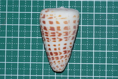Conus eburneus