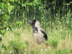 Corvus cornix