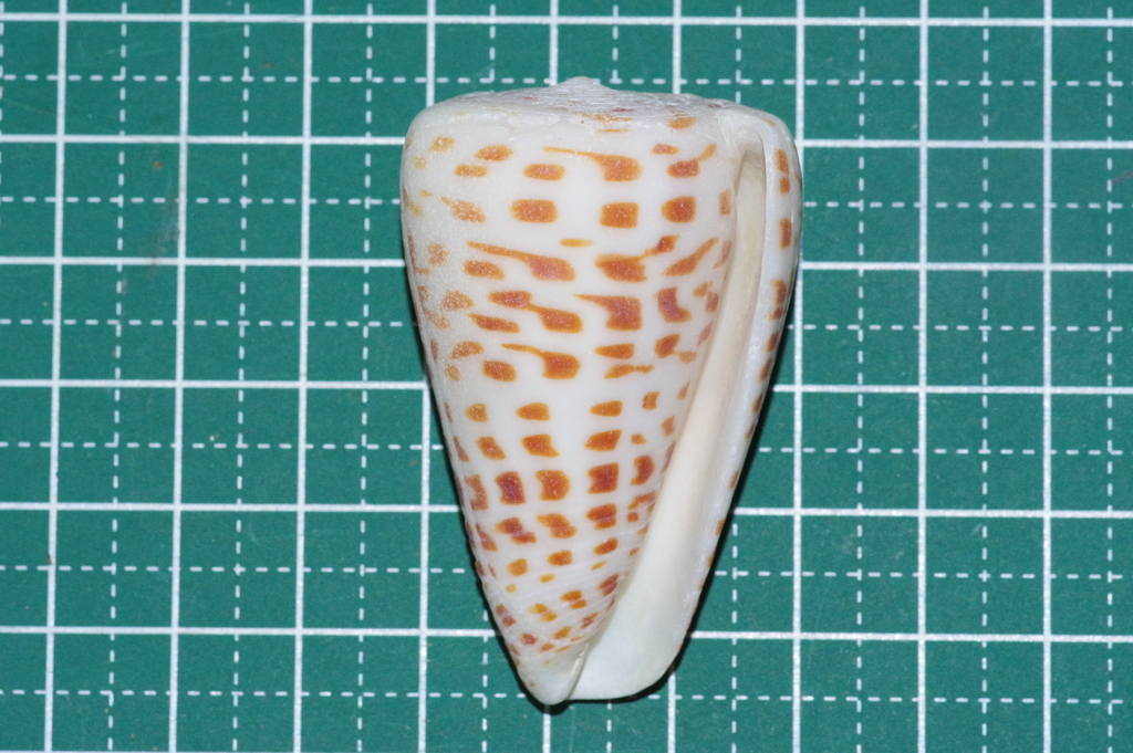 Ivory cone