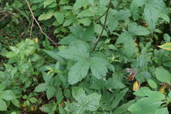 Filipendula ulmaria