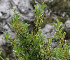 Salix waldsteiniana