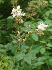 Filipendula ulmaria
