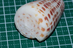 Conus eburneus