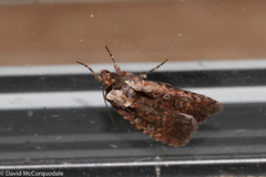 Eueretagrotis attentus