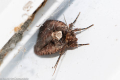 Eueretagrotis attentus