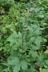 Filipendula ulmaria