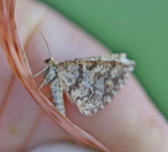 Heliomata glarearia