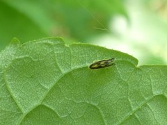 Eupteryx flavoscuta