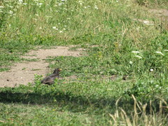 Turdus merula