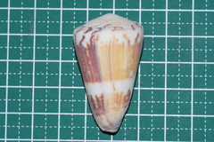 Conus planorbis