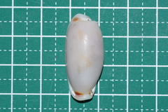 Erronea cylindrica image