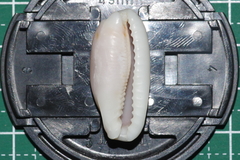 Erronea cylindrica