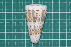 Conus imperialis