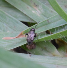 Spanagonicus albofasciatus