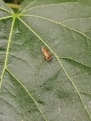 Athalia rosae