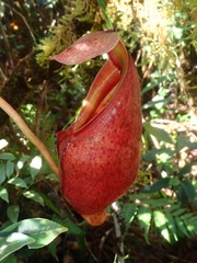 Nepenthes deaniana