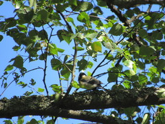 Parus major