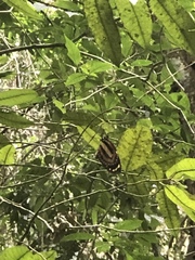 Lycorea halia cleobaea