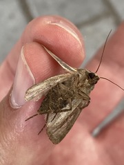 Agrotis segetum