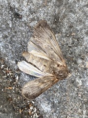 Agrotis segetum