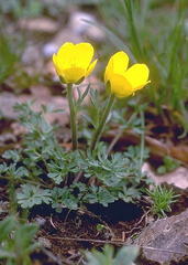 Ranunculus millefolius