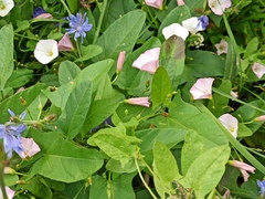 Convolvulus arvensis