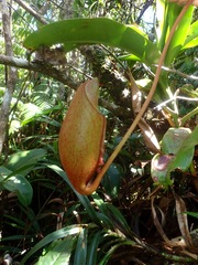 Nepenthes deaniana