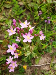 Centaurium littorale