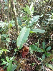 Nepenthes deaniana
