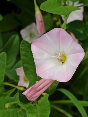Convolvulus arvensis