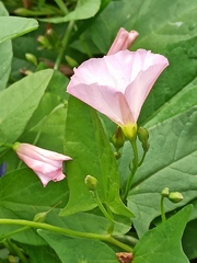 Convolvulus arvensis