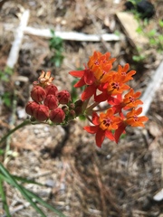 Asclepias lanceolata image