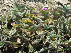 Tradescantia sillamontana