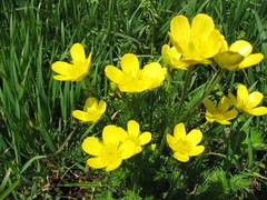 Ranunculus millefoliatus